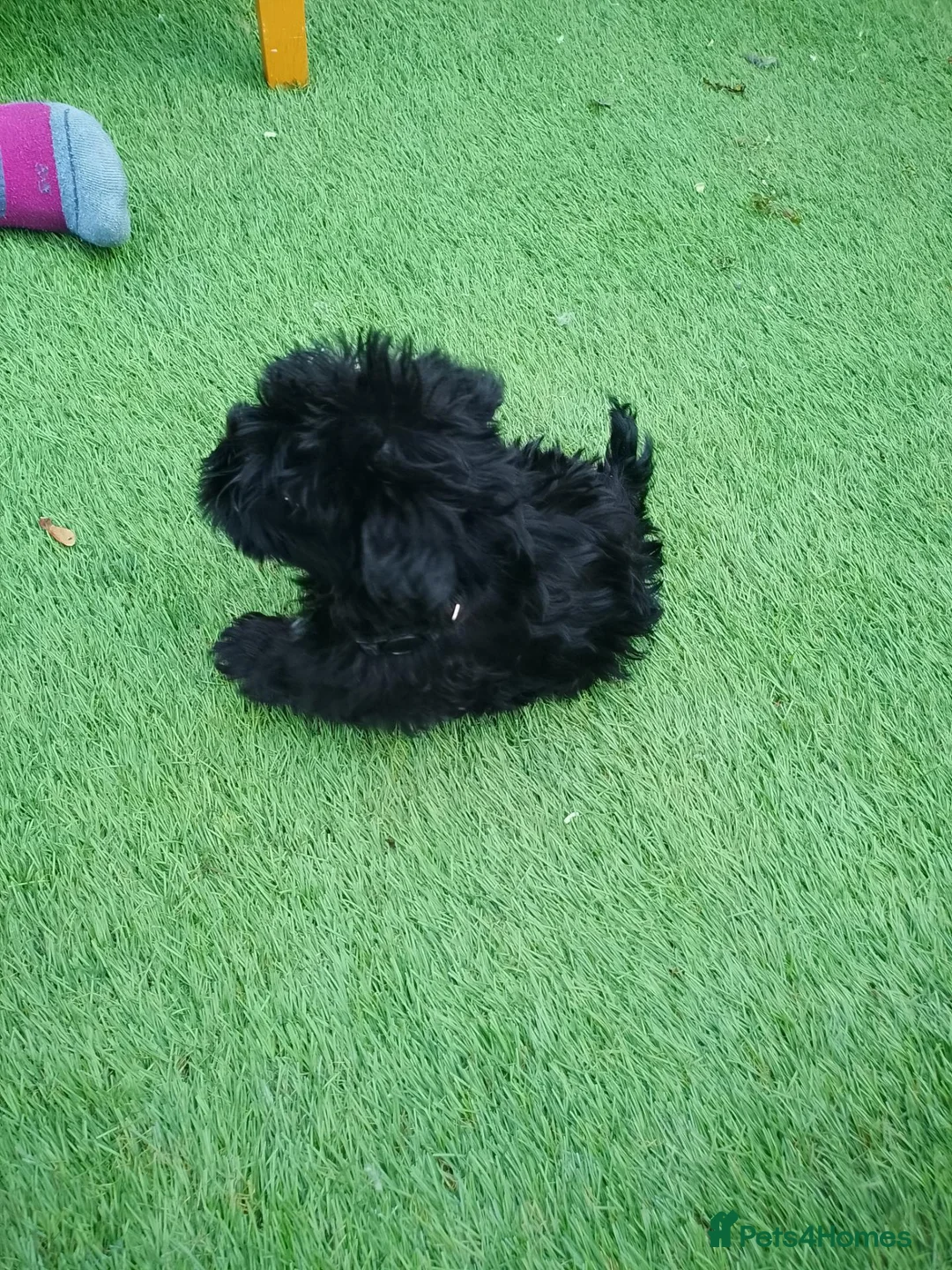 Yorkiepoo dogs for sale: Yorkepoo Male and Female very miniature breed - Advert 13