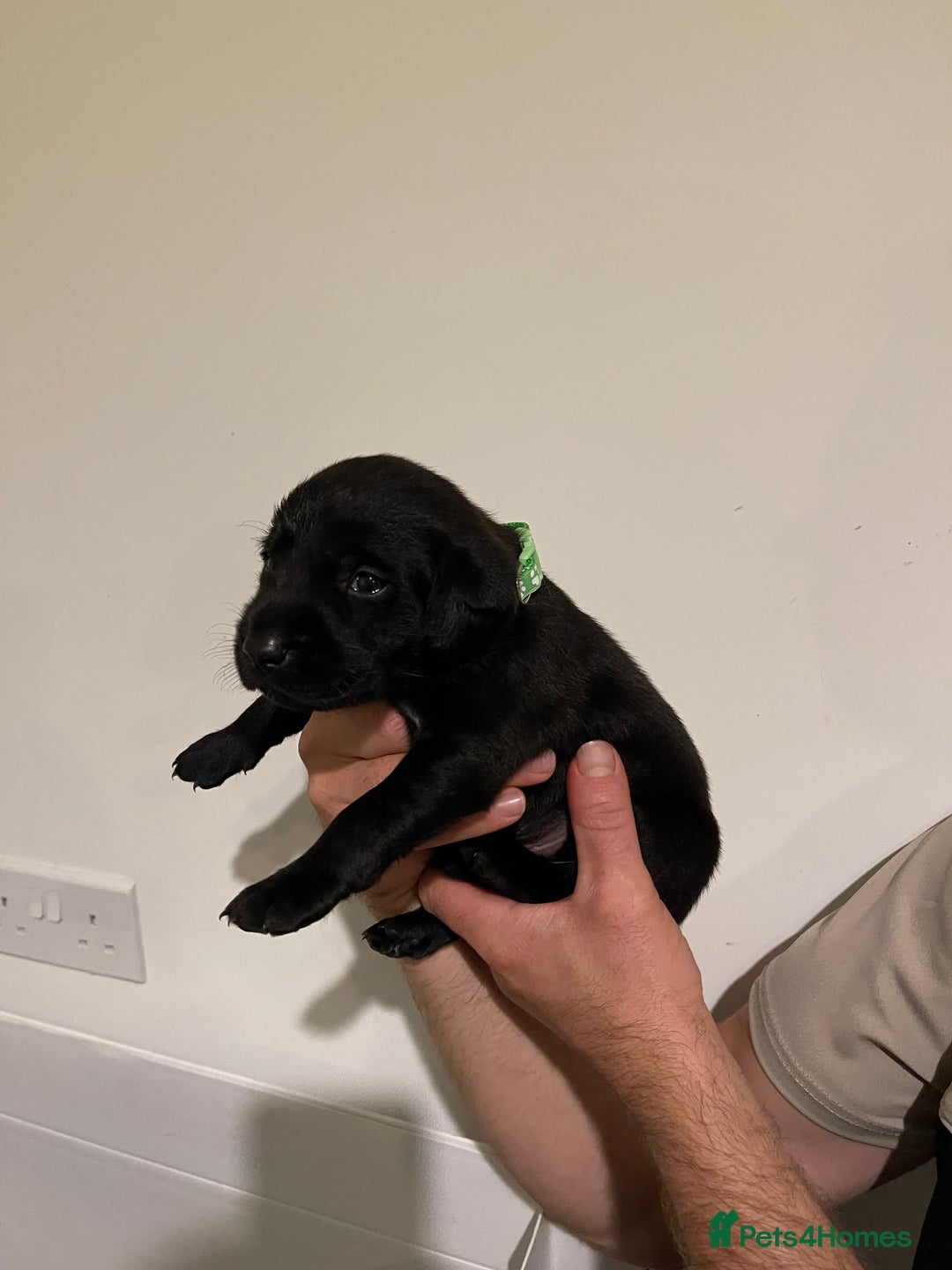 Labrador Retriever dogs for sale: 9 KC Black Lab Pups  - Image 13