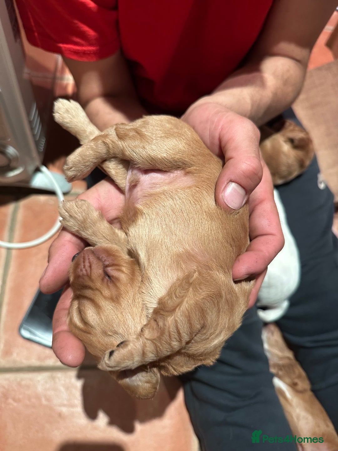 Cocker Spaniel dogs for sale: Working cocker spaniel puppies for sale - Advert 7