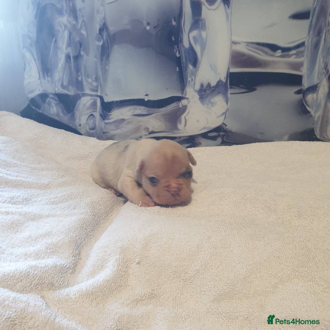 French Bulldog dogs for sale: 4French bulldog puppies 3 weeks old kc registered  - Advert 17