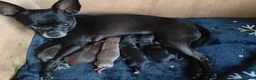 Chihuahua dogs for sale: Short Haired Chihuahua Apple Head KC Reg Puppies - Advert 7