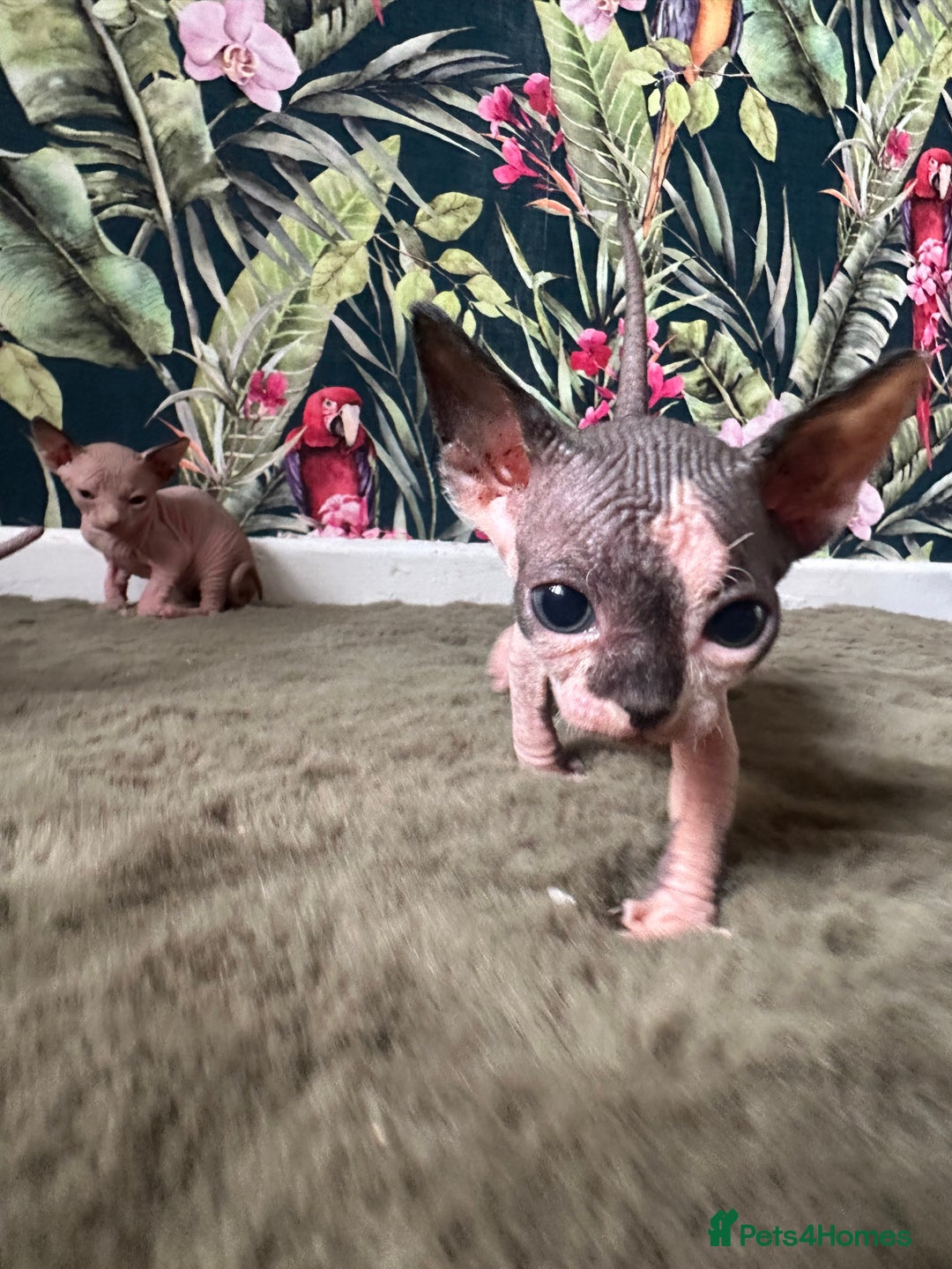 Sphynx cats for sale:  6 Beautiful Sphynx Kittens Ready Soon – 5★ - Image 25