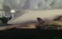 French Bulldog dogs for sale: prince - Image 3