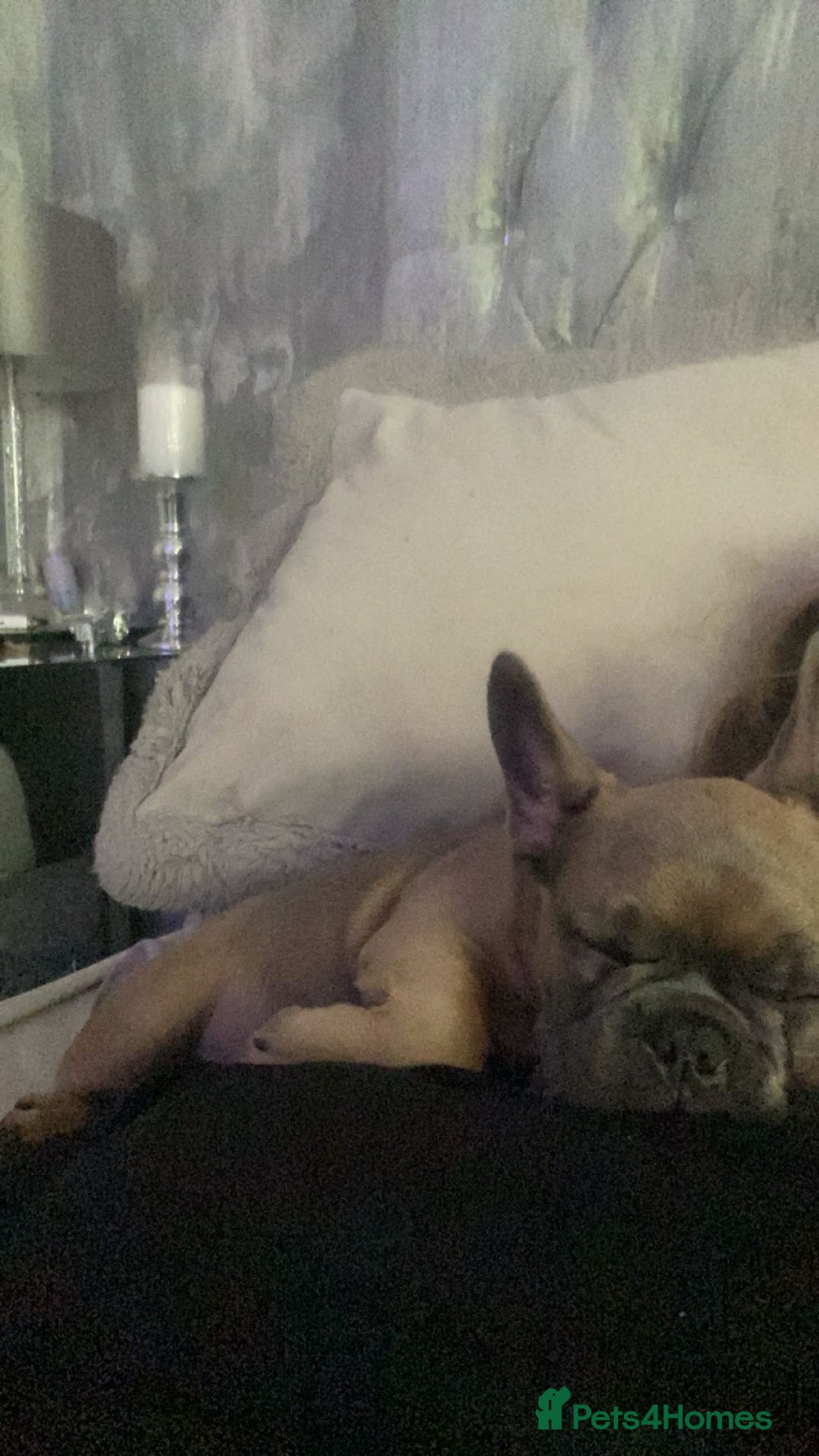 French Bulldog dogs for sale: prince - Image 3