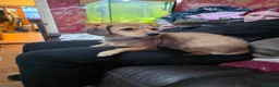 Mixed Breed dogs for sale: Miniature dachshund cross puppies  in Halesowen - Advert 5