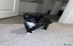 Mixed Breed cats for sale: 2 Kittens - Image 9