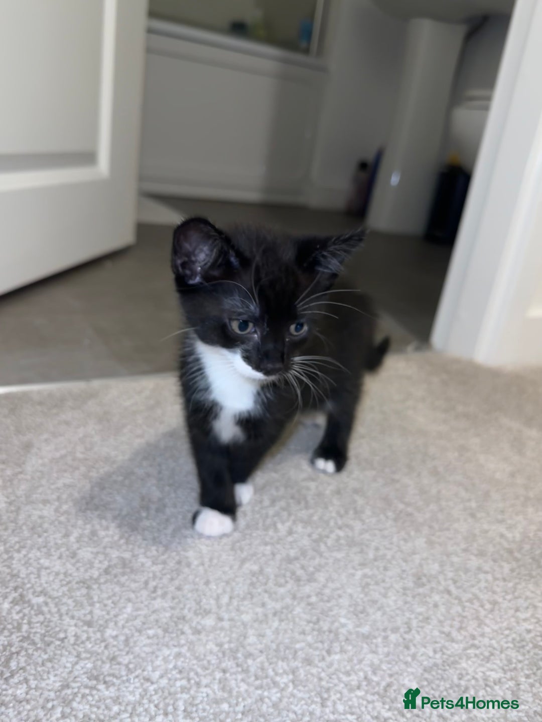 Mixed Breed cats for sale: 2 Kittens - Image 9