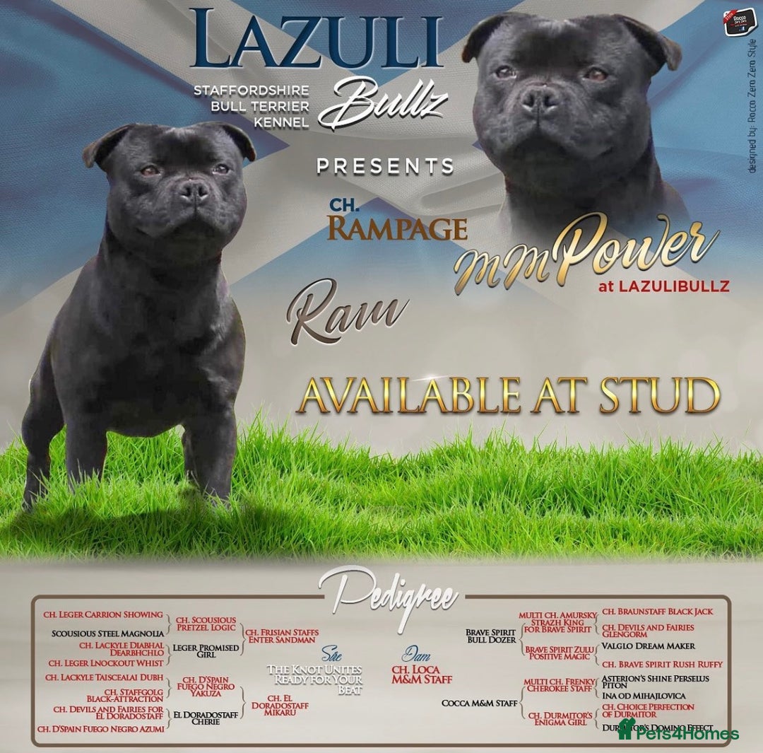 Staffordshire Bull Terrier dogs for sale: Champion Beautiful Black Staffy Puppies  - Advert 7