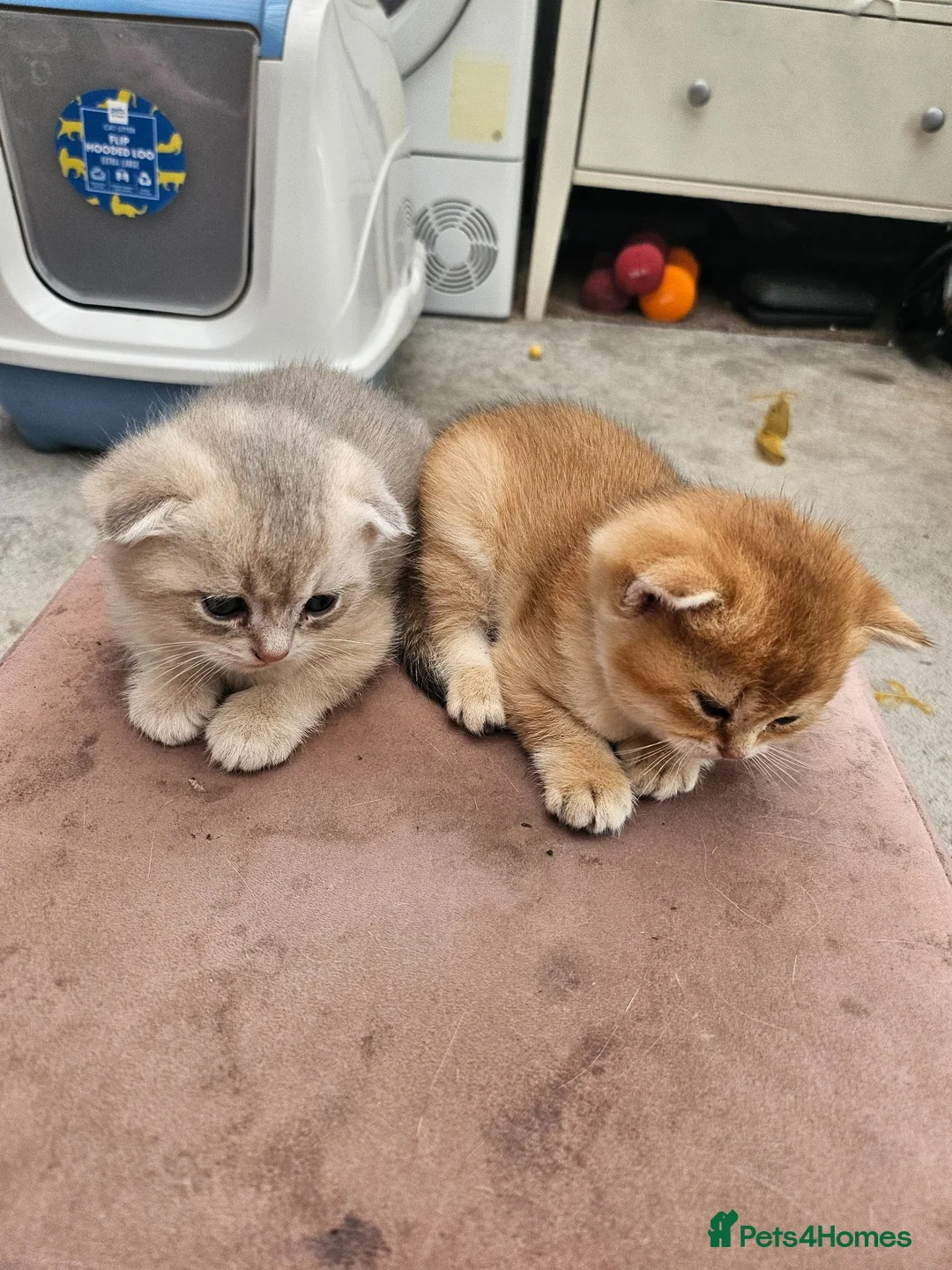 Mixed Breed cats for sale: scottish fold and british shorthair mix kittens - Advert 4