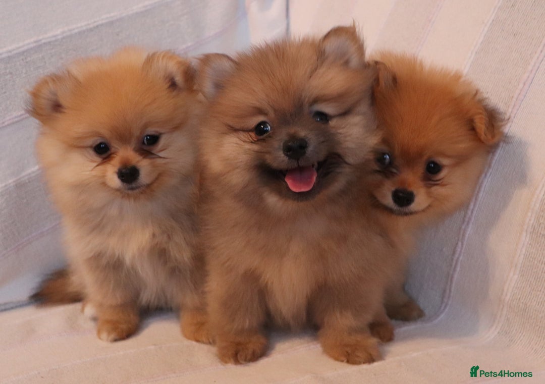 Pomeranian dogs for sale: Purebred Pomeranian Pups Raised with Love in LDN - Image 2