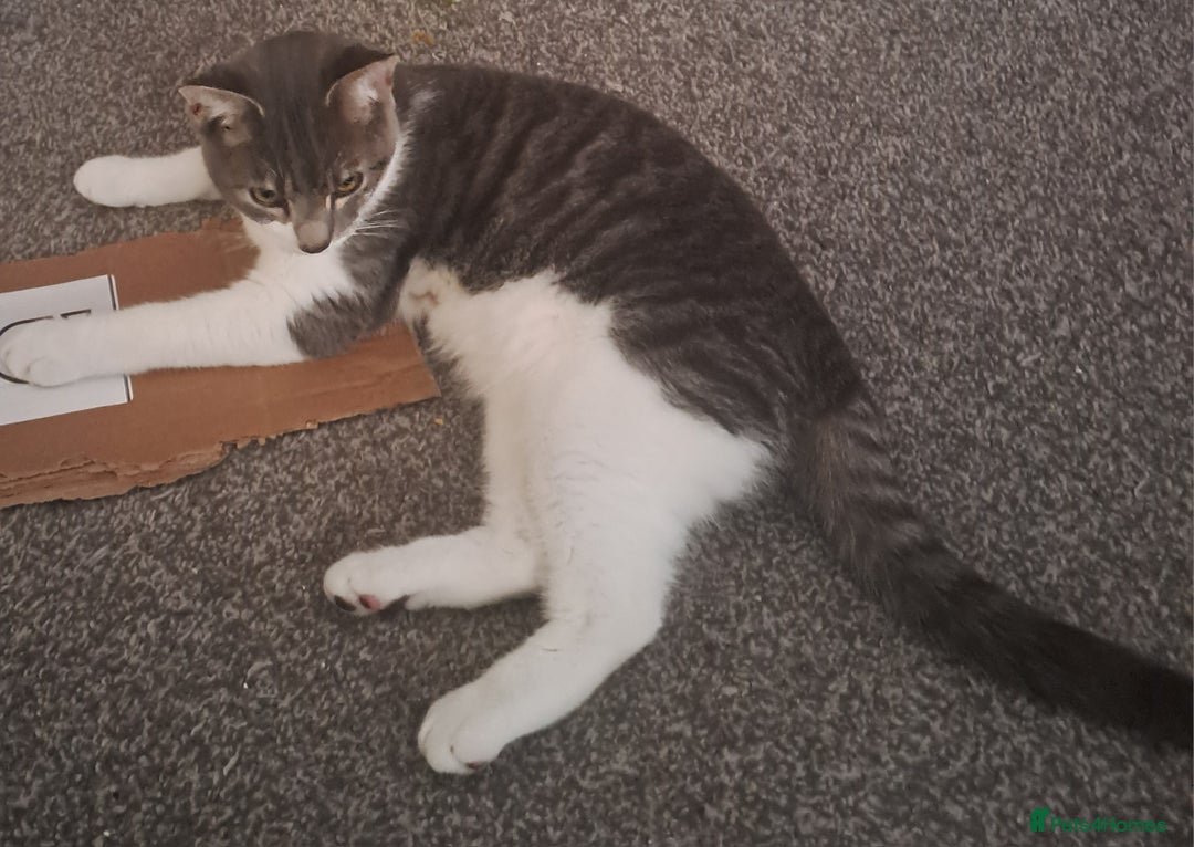 Mixed Breed cats for sale: 7 month old male kitten - Image 6
