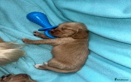 Cocker Spaniel dogs for sale: Gorgeous Lemon Cocker Spaniel Pups in Fordingbridge - Image 12