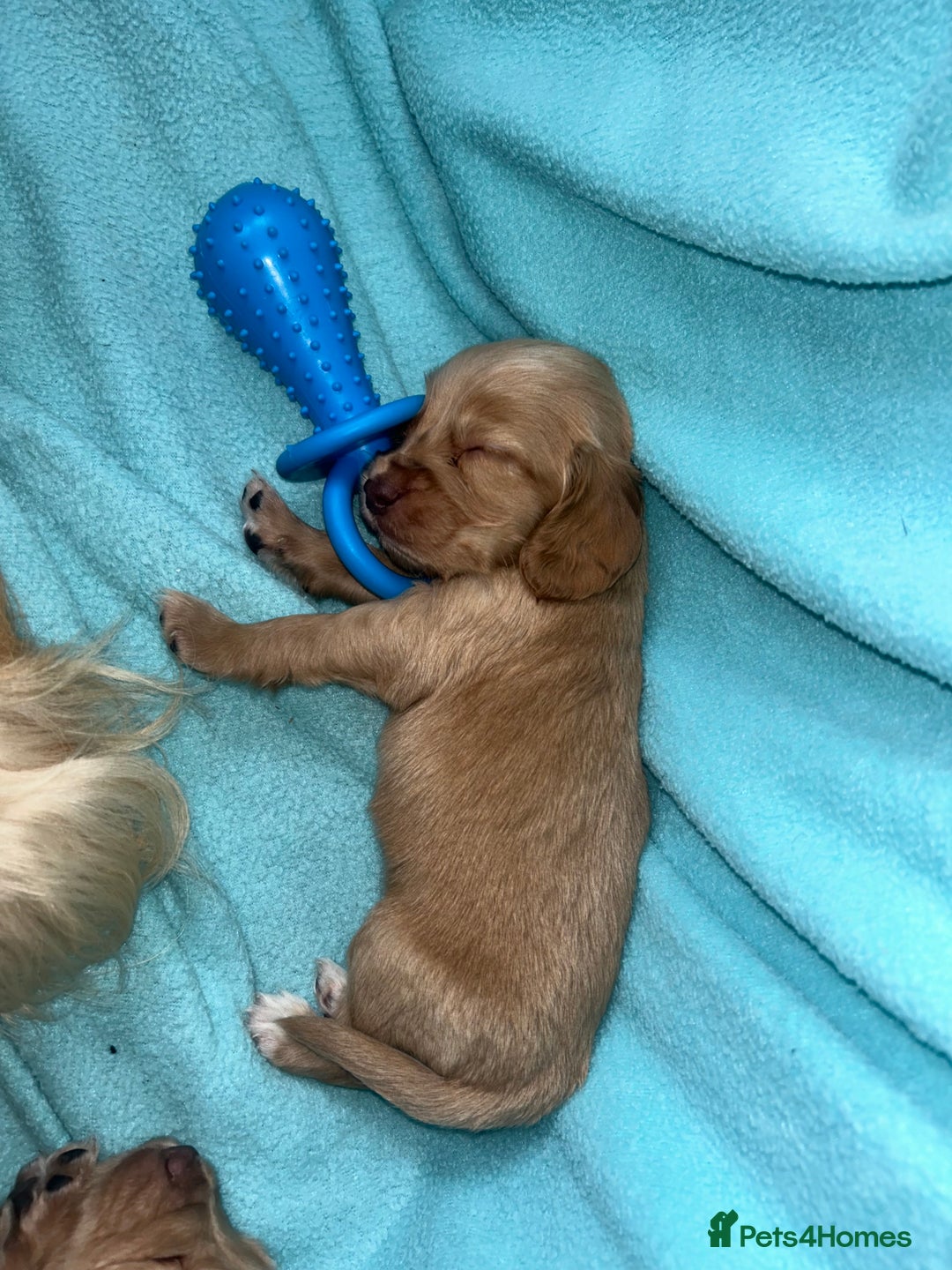 Cocker Spaniel dogs for sale: Gorgeous Lemon Cocker Spaniel Pups in Fordingbridge - Image 12