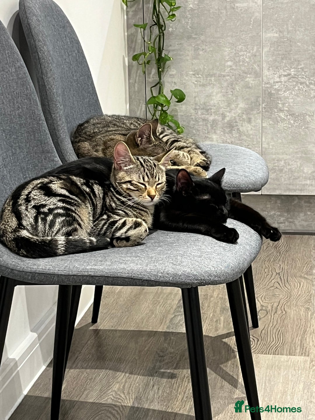 British Shorthair cats for sale: Bonded Sister Kittens for Rehoming - Advert 19