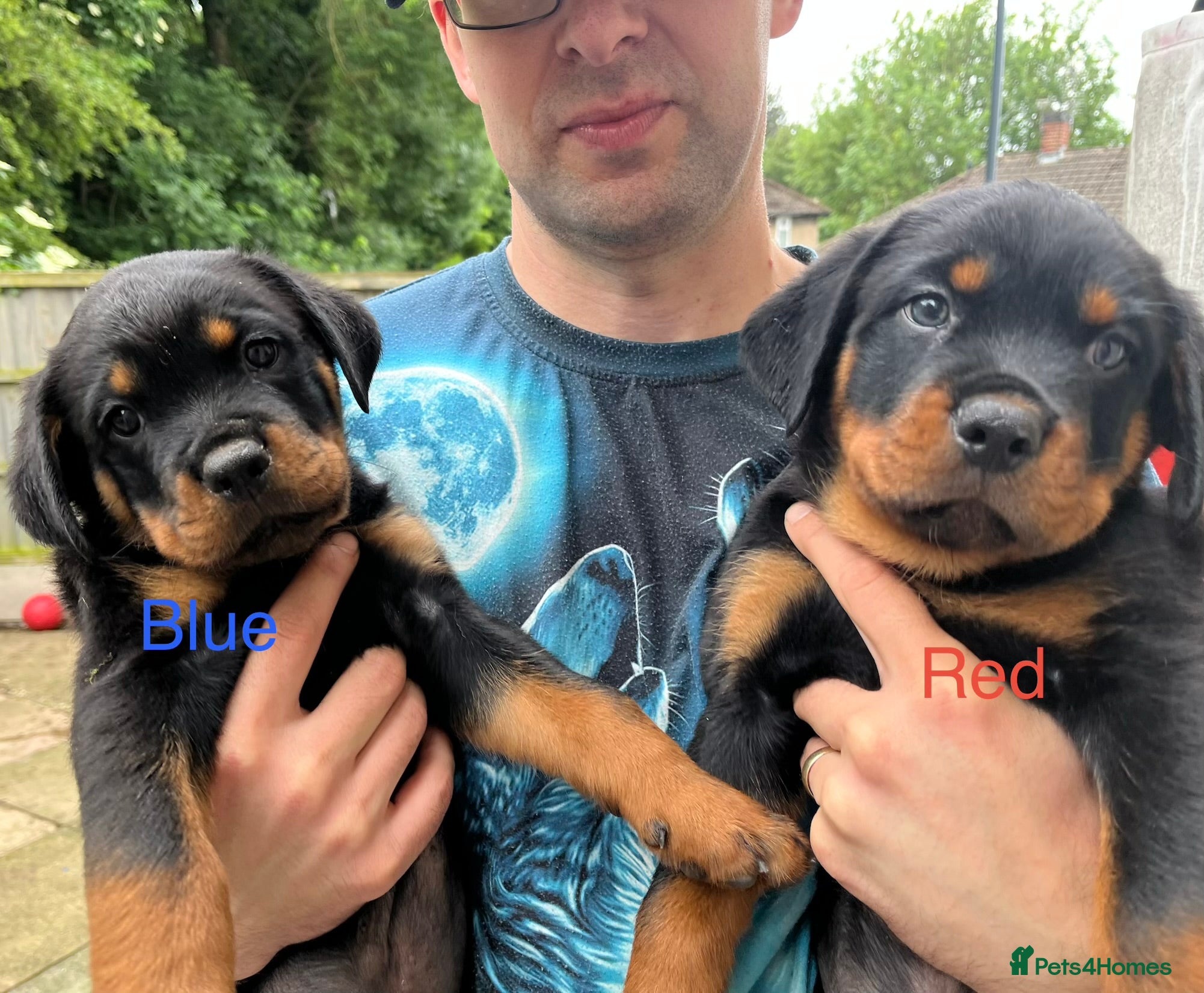 Rottweiler dogs Beautiful Rottweiler puppies - Advert 18