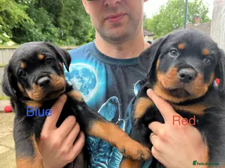 Rottweiler dogs Beautiful Rottweiler puppies - Advert 18