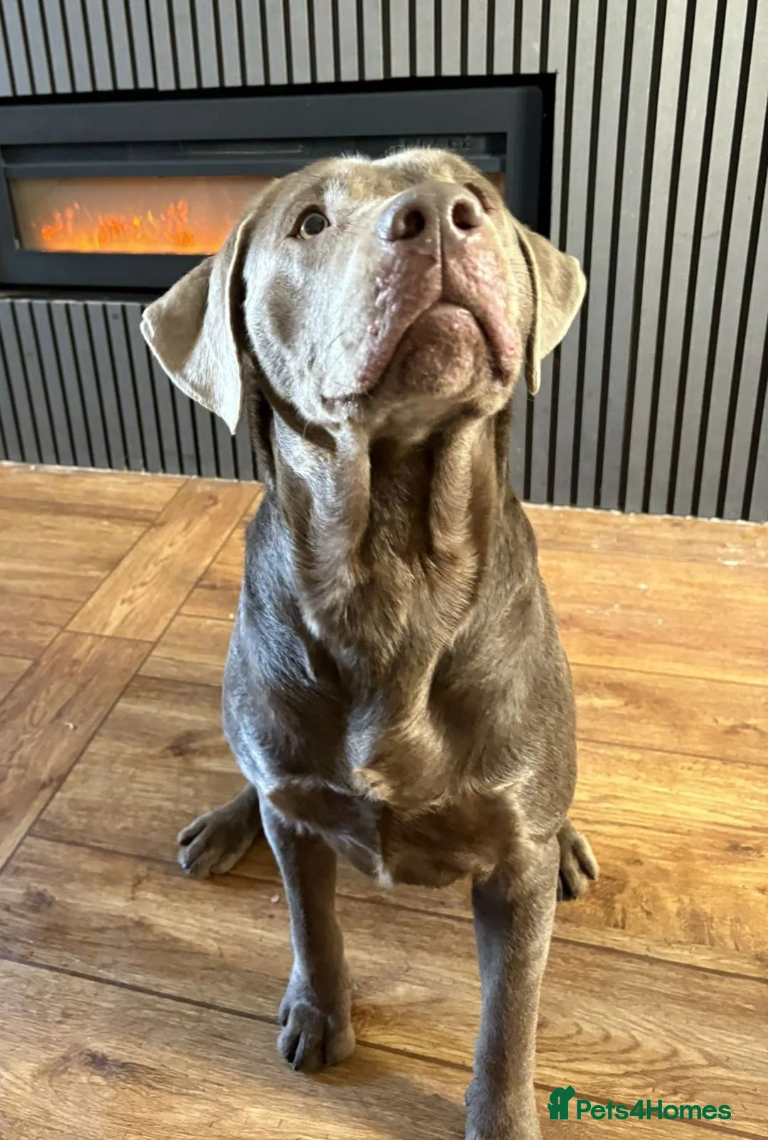 Labrador Retriever dogs for stud: KC Labrador stud - Advert 5