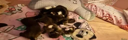 Mixed Breed cats for sale: Tortoishell kittens  in Bristol - Advert 15