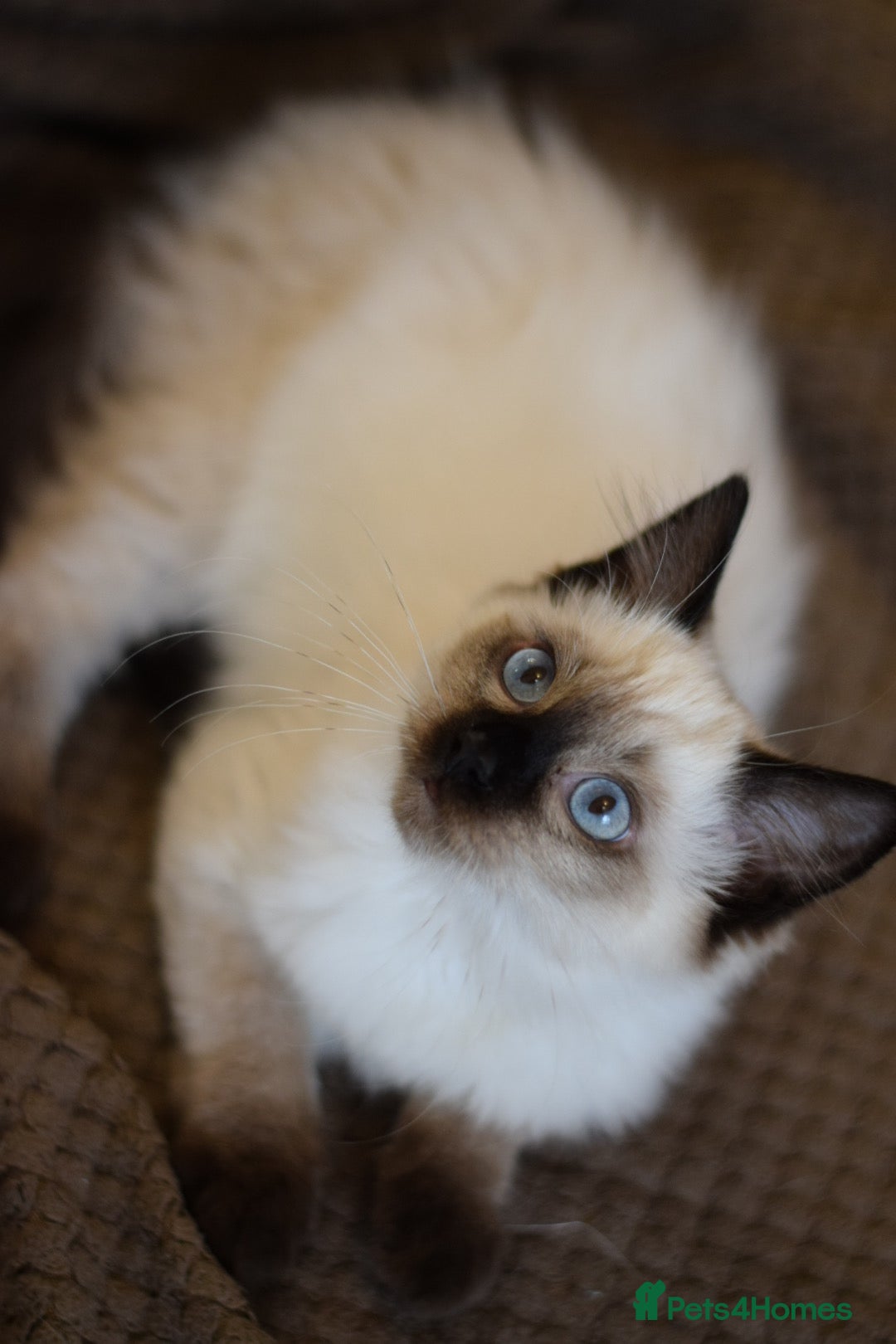Ragdoll cats for sale: Ragdoll Crystal chocolate point female  - Image 5