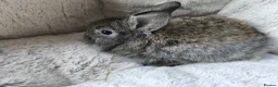 Mini Lop rabbits for sale: Stunning Mini Lion Lops - Advert 8