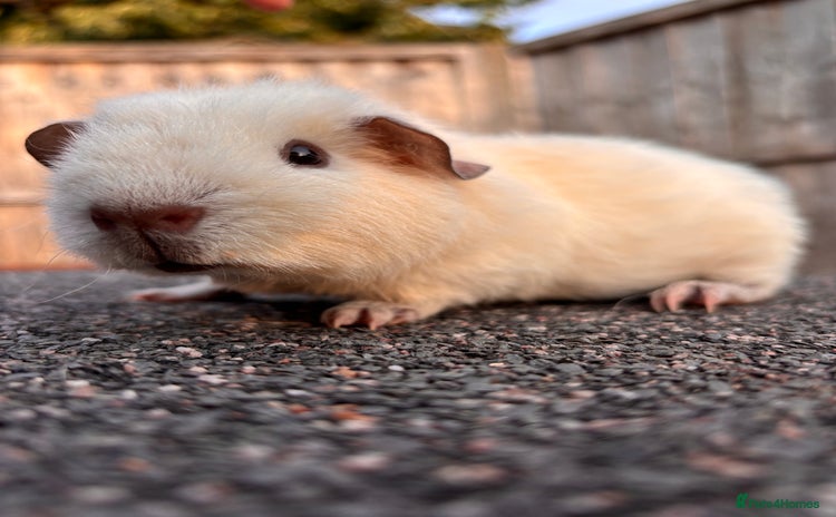Guinea Pig rodents - Advert 8
