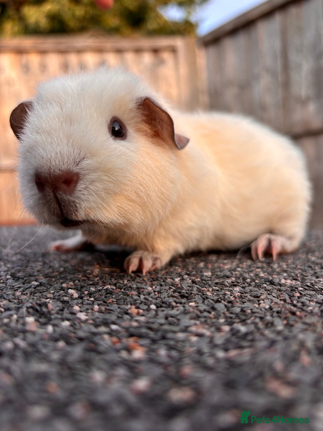 Guinea Pig rodents for sale: Little baby boar - Image 1