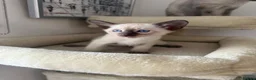 Siamese cats for sale: 5 Siamese kittens  - Advert 6