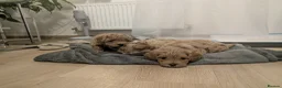 Maltipoo dogs for sale: Maltipoo - Advert 17