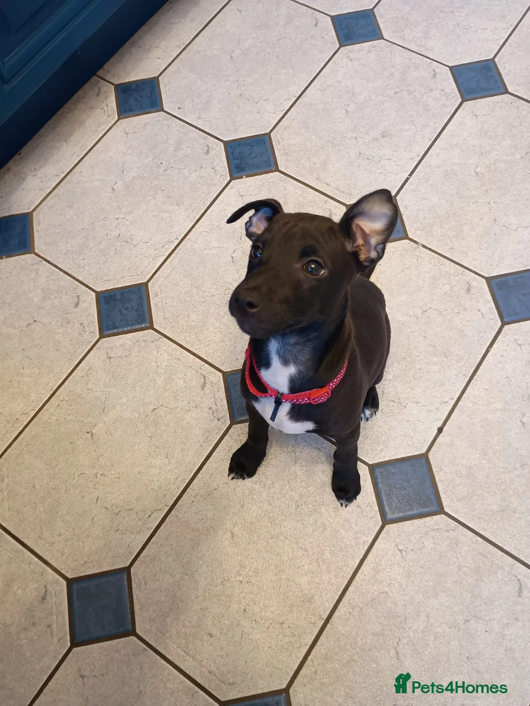 Mixed Breed dogs for sale: Woorier Pup  - Advert 6