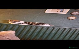 Ragdoll cats for sale: Ragdoll Cross Boy - Image 5