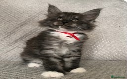 Maine Coon cats for sale: MaineCoon Kittens Black Smoke 1 Boy & 2 Girls - Image 13