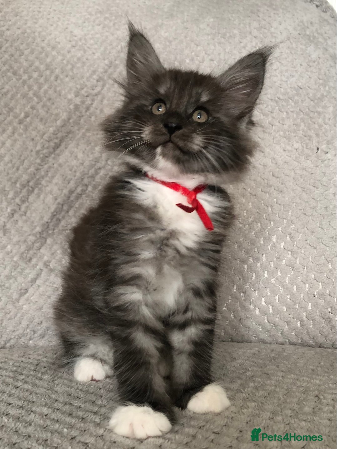 Maine Coon cats for sale: MaineCoon Kittens Black Smoke 1 Boy & 2 Girls - Image 13