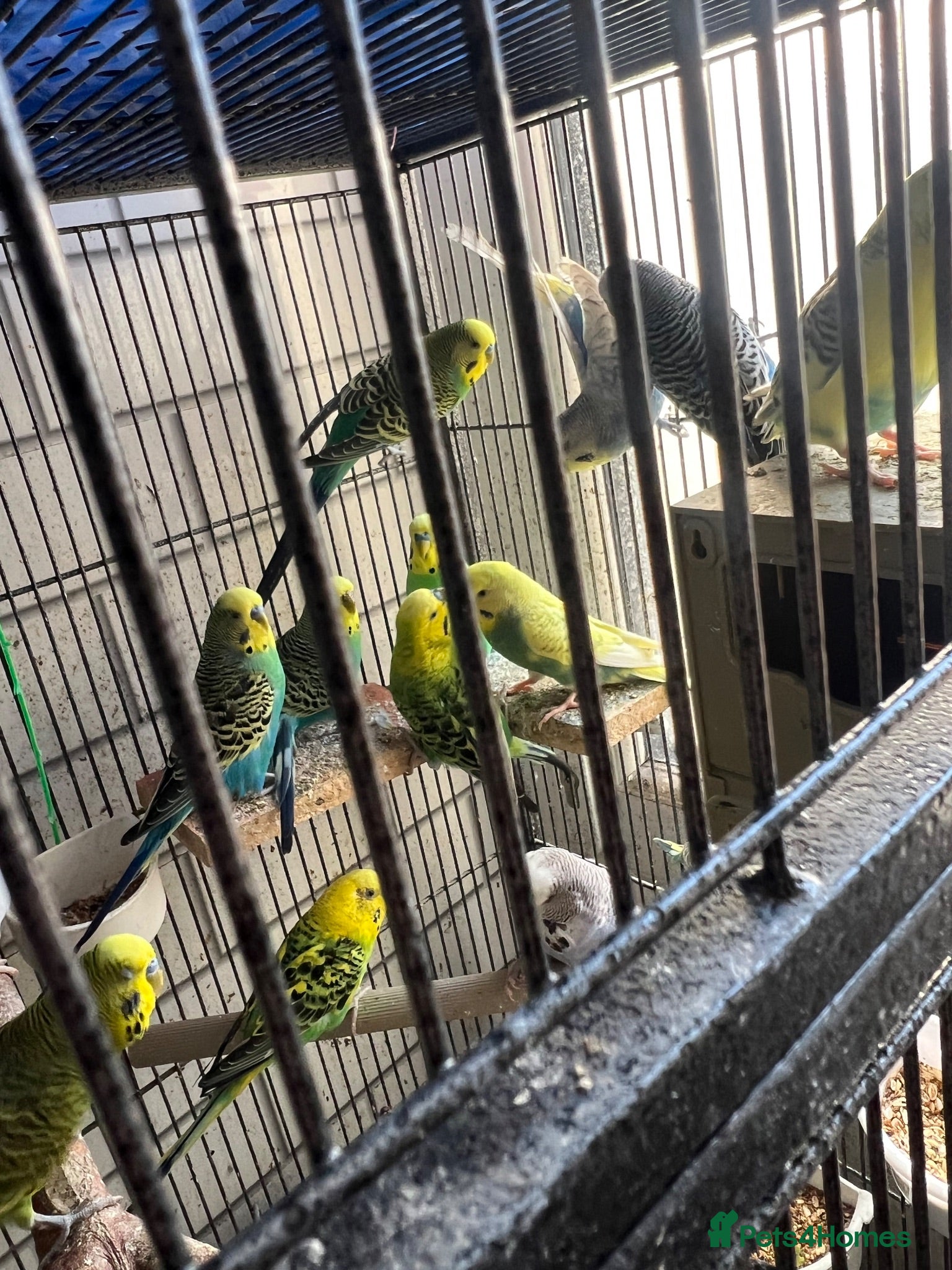 Mixed Breed birds budgies - Advert 2