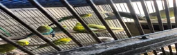 Mixed Breed birds for sale: budgies - Advert 1