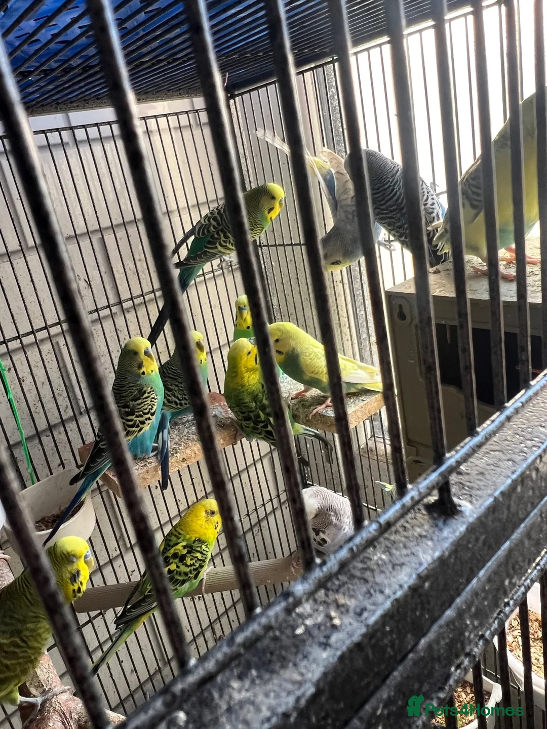 Mixed Breed birds for sale: budgies - Advert 1