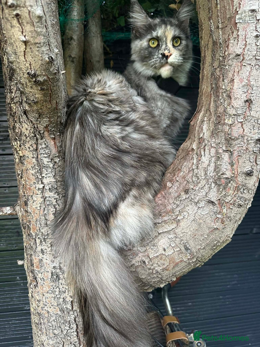 Maine Coon cats for sale: kittens Main Coon - Advert 12