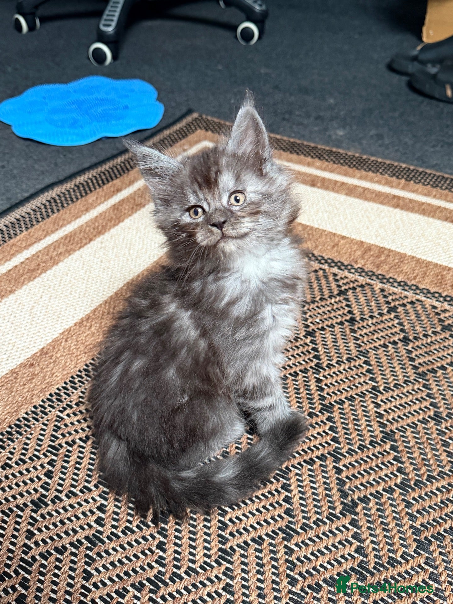 Maine Coon cats Gorgeous Maine Coon Kittens - Advert 2