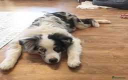 Australian Shepherd dogs for sale: Australian Shepherd Looking For A Loving Home - Image 1