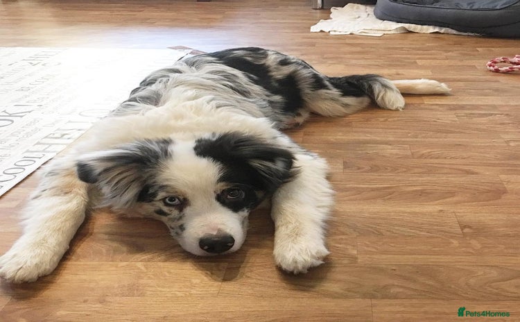 Australian Shepherd dogs - Advert 1
