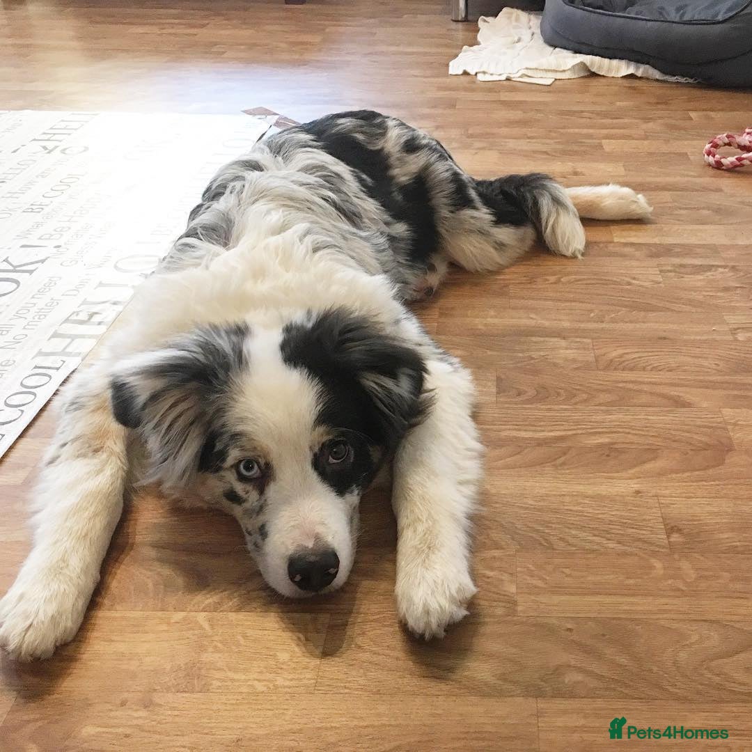 Australian Shepherd dogs for sale: Australian Shepherd Looking For A Loving Home - Image 1