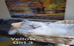 Ragdoll cats for sale: VERY BEAUTIFUL RAGDOLL KITTENS  - Image 6