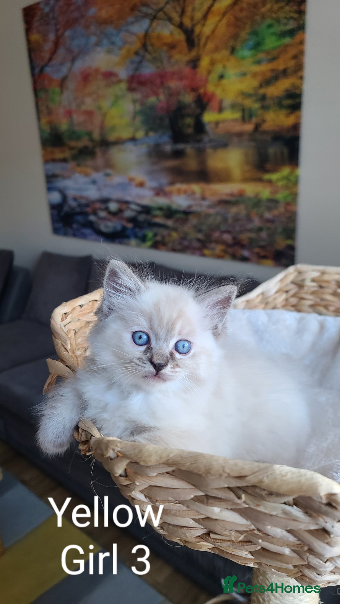 Ragdoll cats for sale: VERY BEAUTIFUL RAGDOLL KITTENS  - Image 6