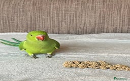 Ringnecks birds for sale: Green Indian Ringneck  - Image 8