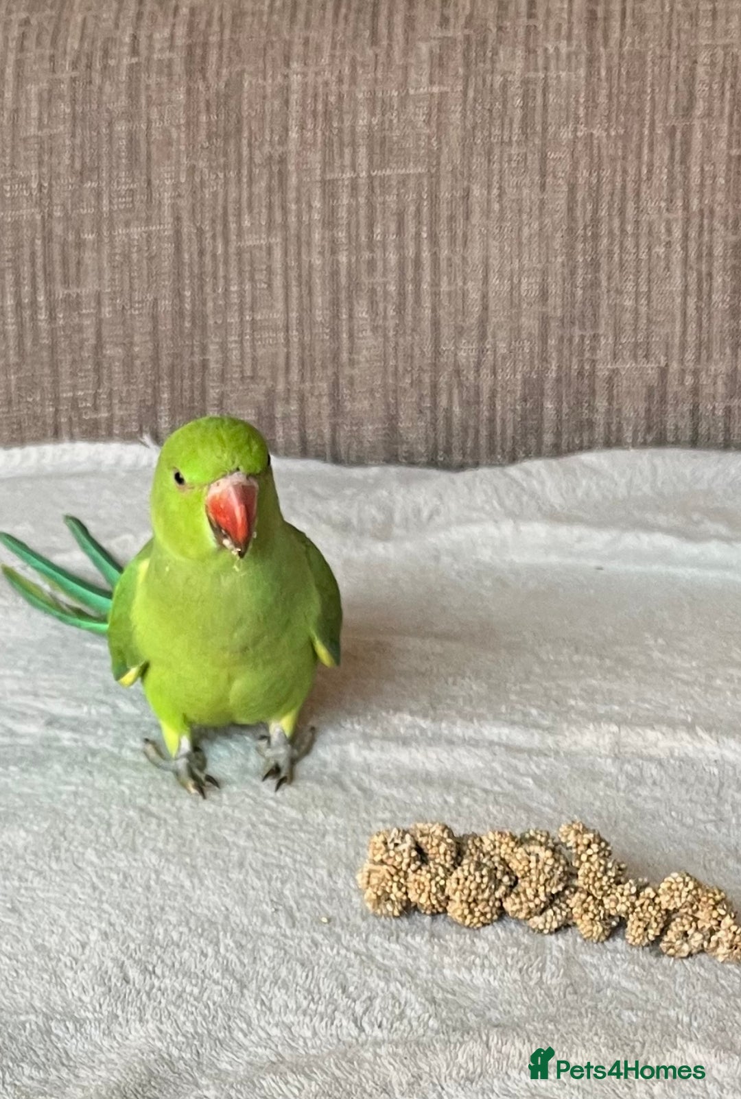 Ringnecks birds for sale: Green Indian Ringneck  - Image 8