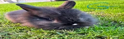 Lionhead rabbits for sale: Lionhead rabbits for sale  - Advert 11