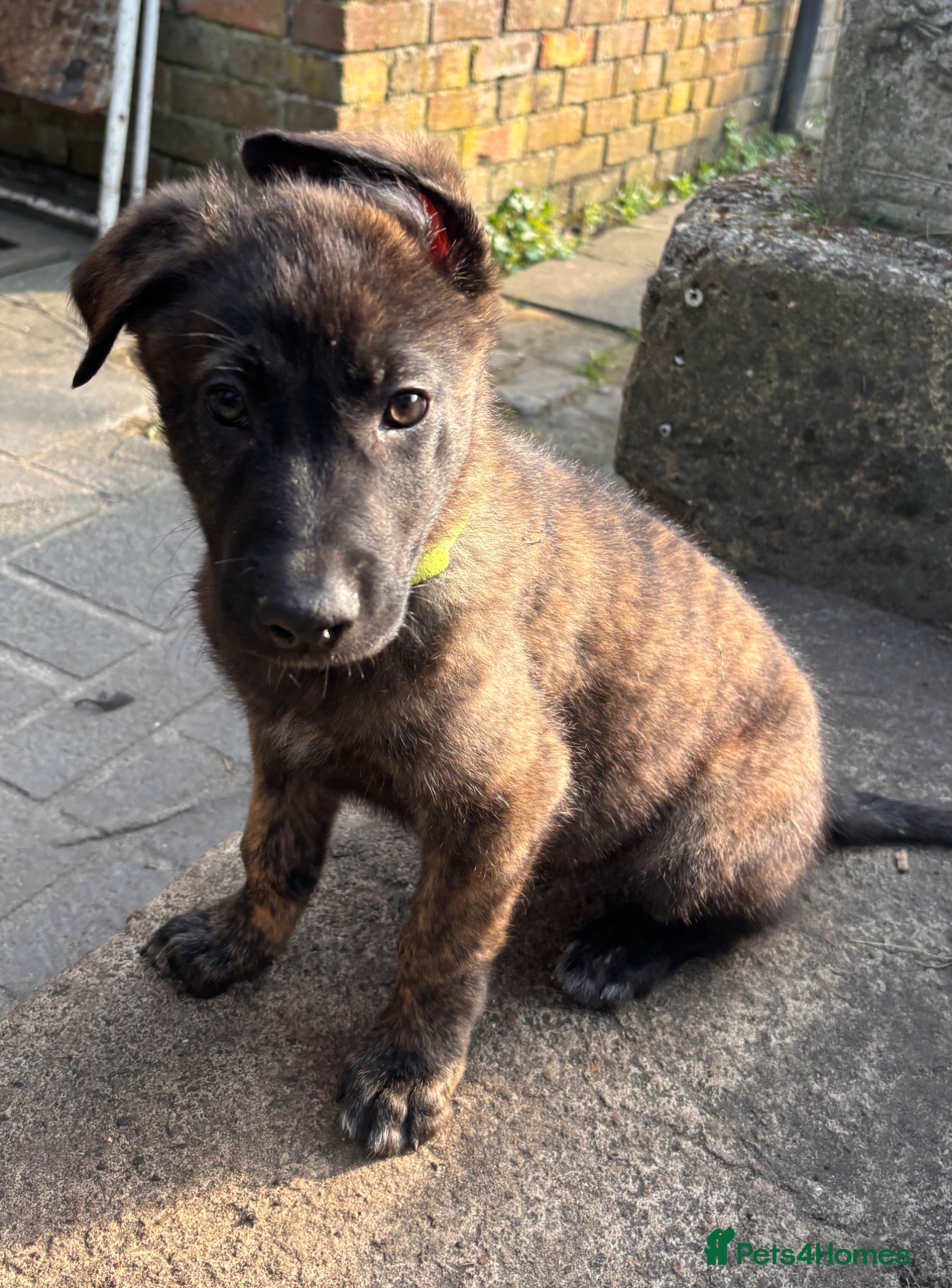 Mixed Breed dogs LAST 1-READY TO GO Dutch ShepardxBelgian mali pups - Advert 18