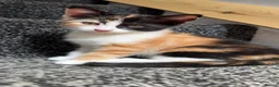 Mixed Breed cats for sale: 2 females 1 male kittens  - Advert 7