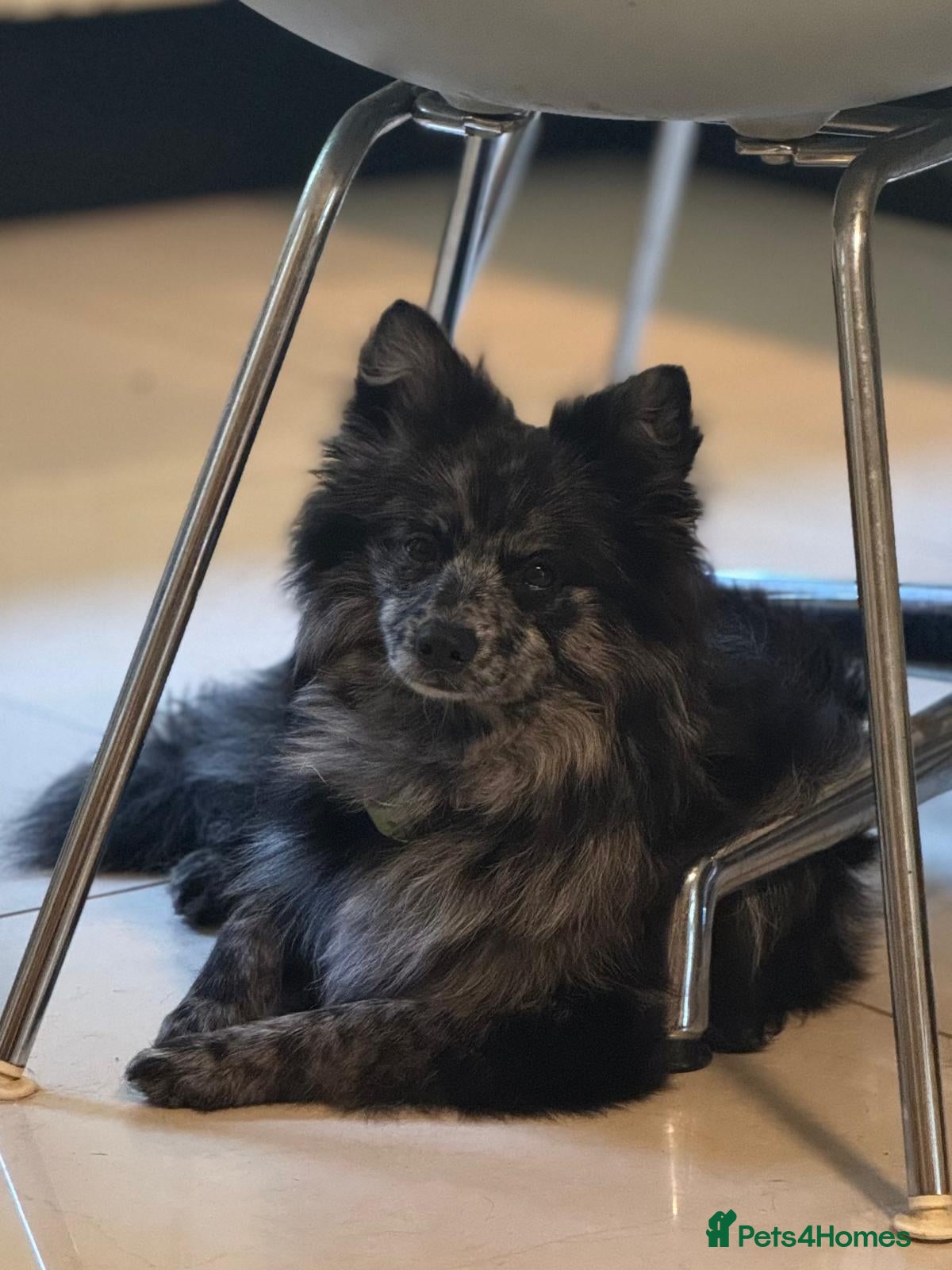 Pomeranian dogs NEXT GEN BLUE MERLE POM PUPS INCOMING - Advert 5