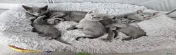 Russian Blue cats for sale: GCCF Registered Russian Blue Kittens – Ready Now  - Advert 9