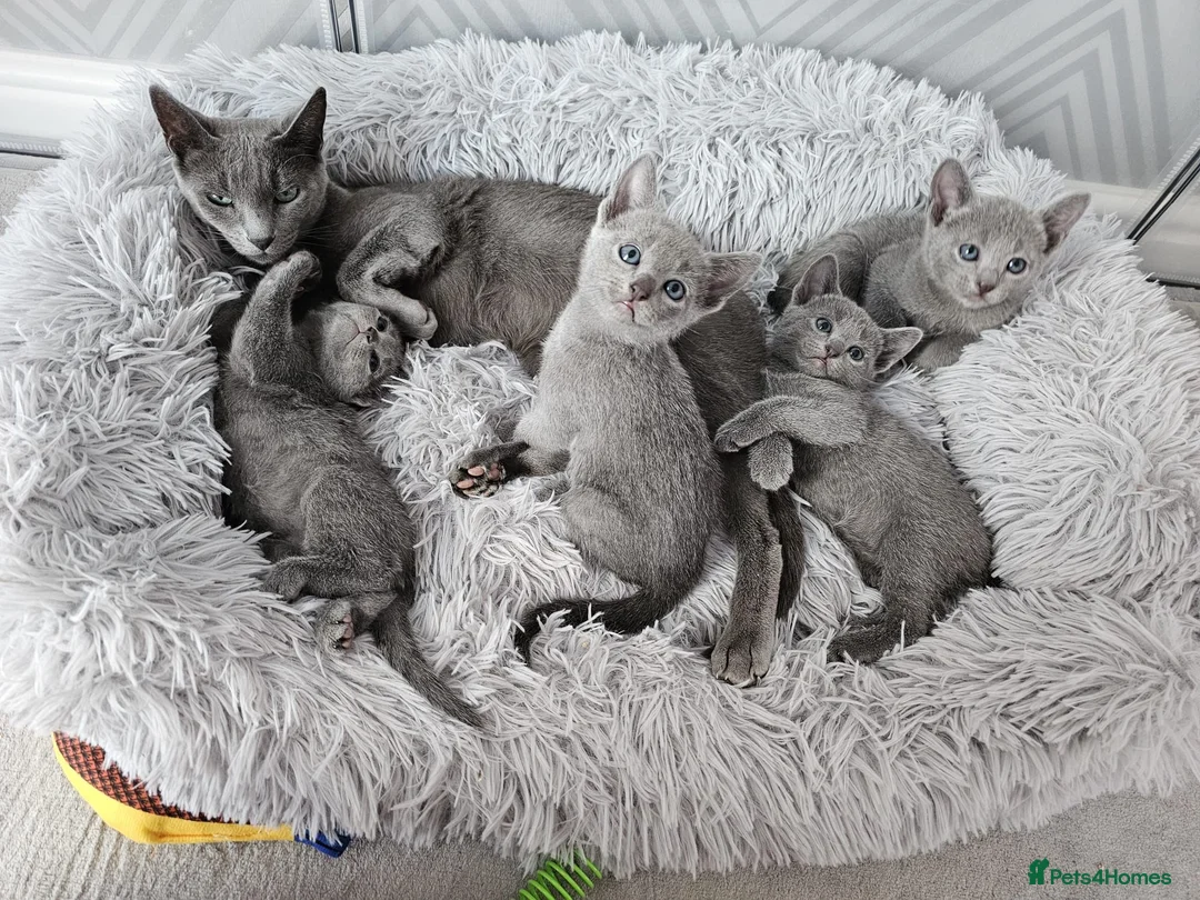 Russian Blue cats for sale: GCCF Registered Russian Blue Kittens – Ready Now  - Advert 9